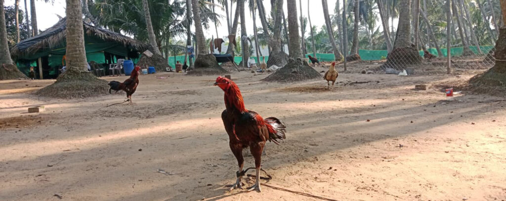 Special centers for breeding racing chickens