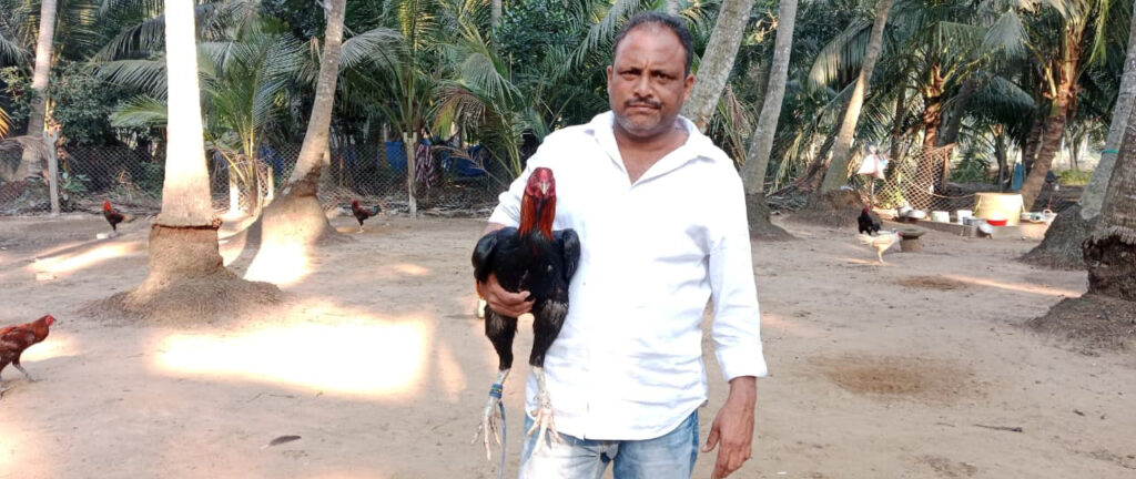 Special centers for breeding racing chickens